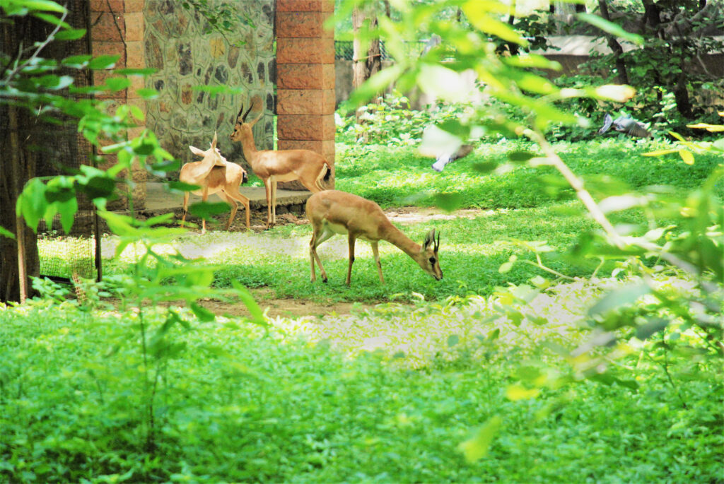 Malsi Deer Park