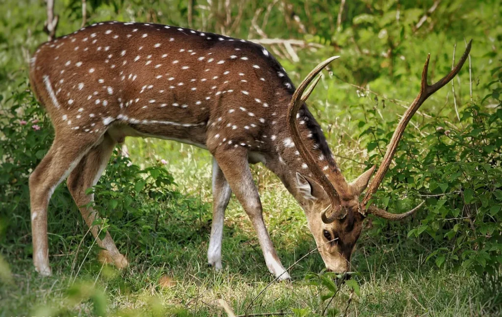 Guindy National Park