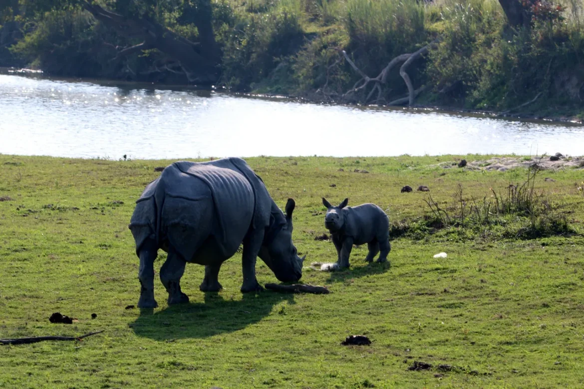 National Parks in Assam