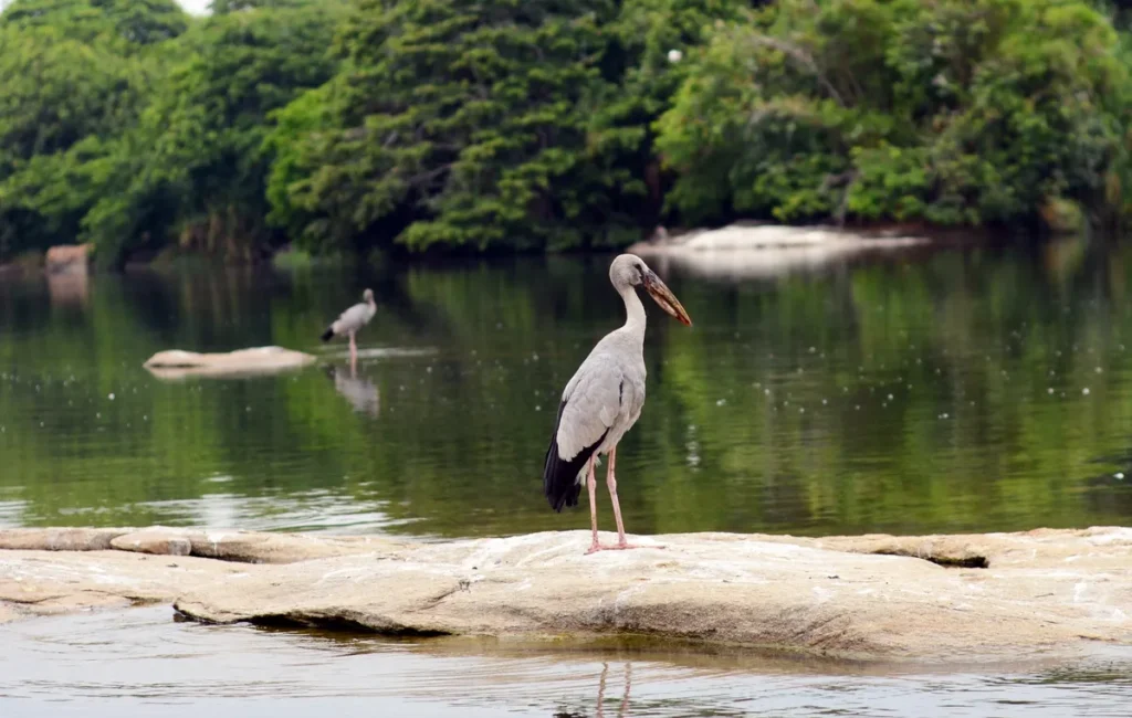 Birds in Ranganathittu Bird Sanctuary