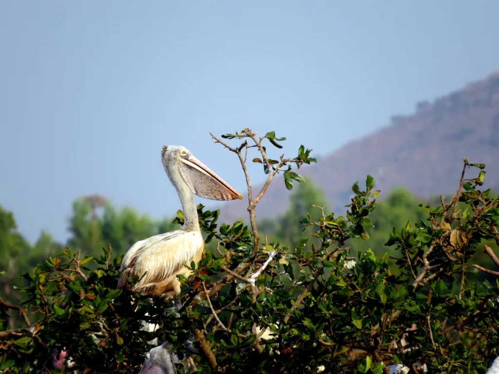 Birds in Vedanthangal Bird Sanctuary