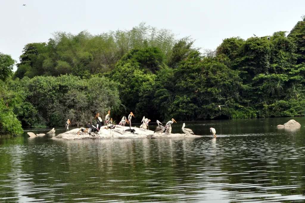 History of Ranganathittu Bird Sanctuary