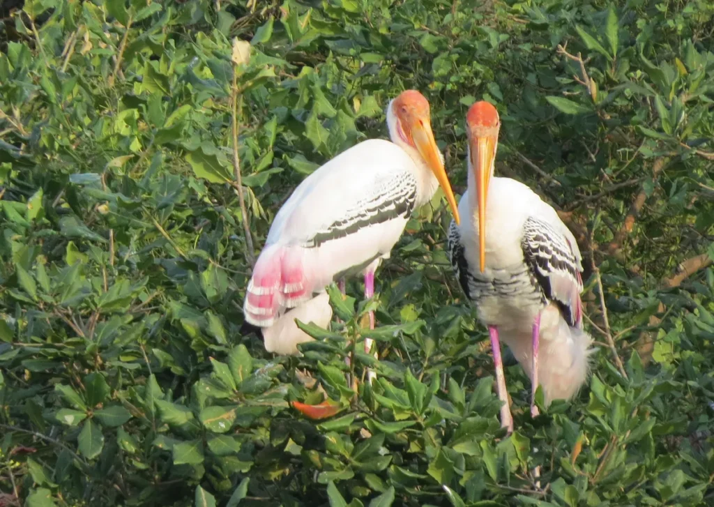 Vedanthangal Bird Sanctuary
