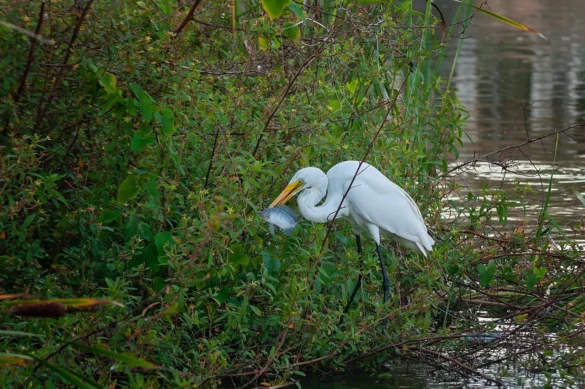 Bhigwan Bird Sanctuary