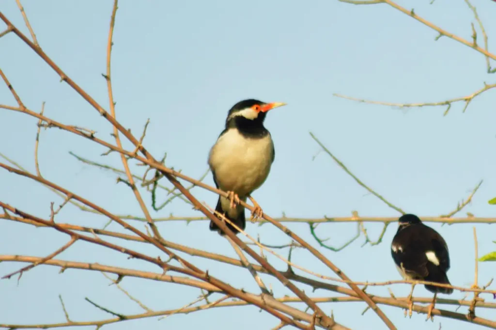 Birds in Okhla Bird Sanctuary
