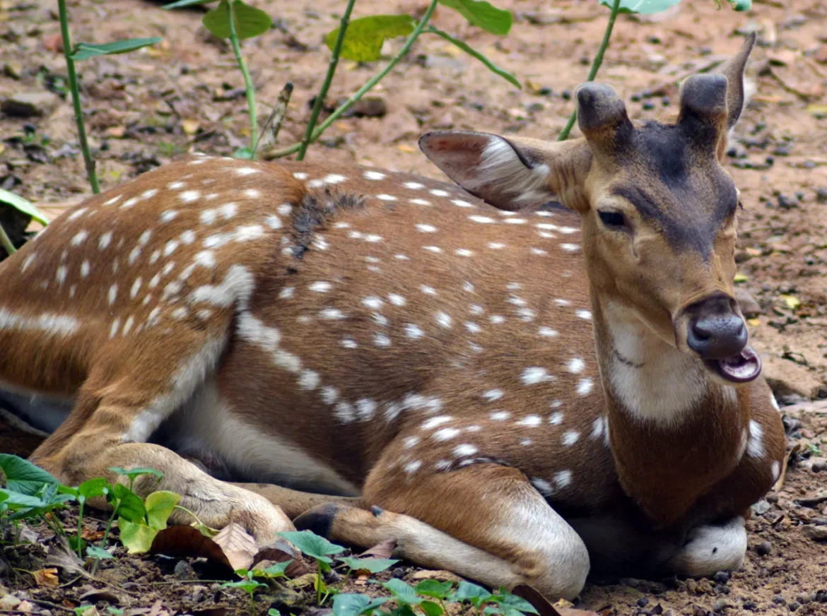 Guindy National Park Chennai