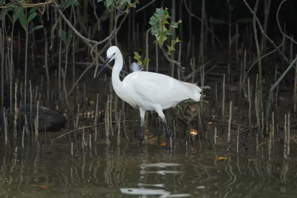 History of Kadalundi Bird Sanctuary