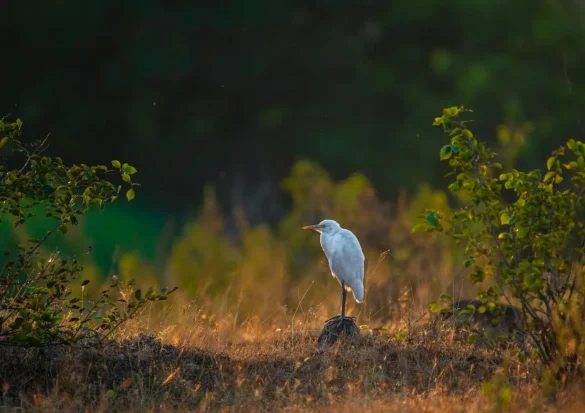 Kadalundi Bird Sanctuary Timings, Boating, Photos, How to reach