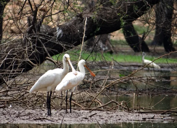 Karnala Bird Sanctuary