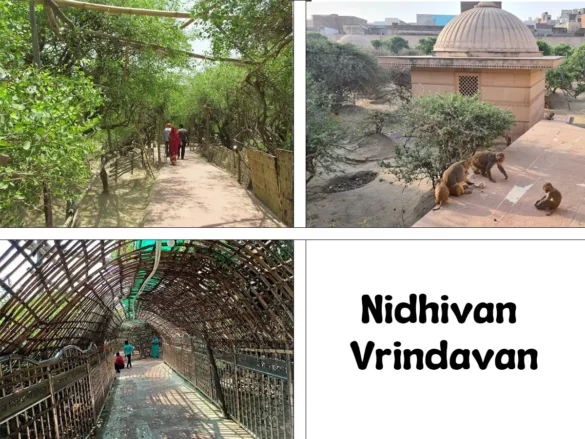 Nidhivan Vrindavan Nidhivan Vrindavan