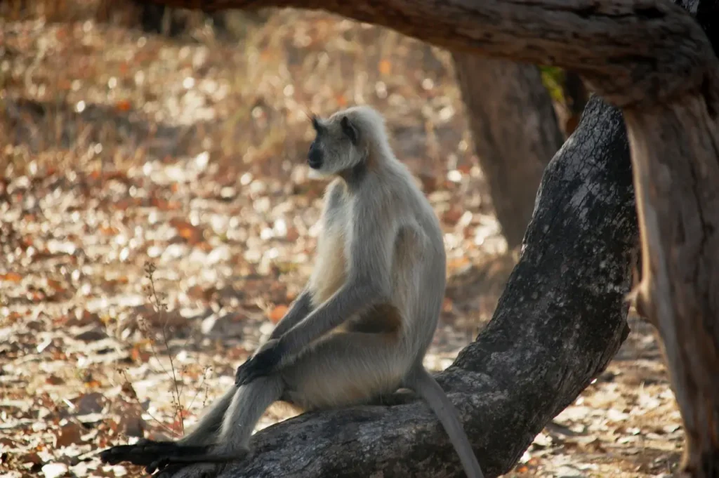 Bandhavgarh National Park