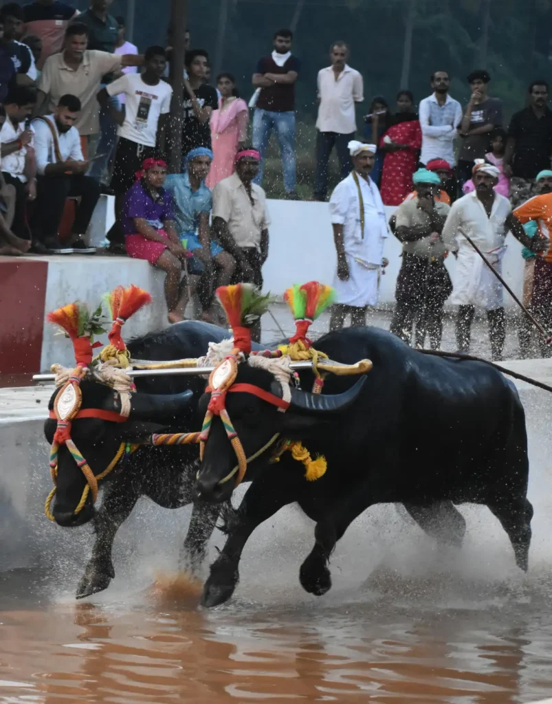 Kambala Festival