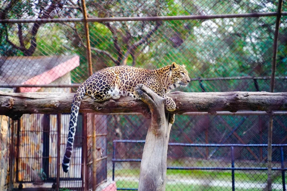 Mysore Zoo