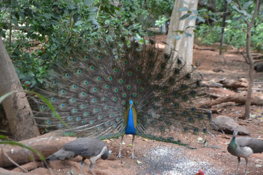 Tourist Attractions in Karanji Lake Mysore