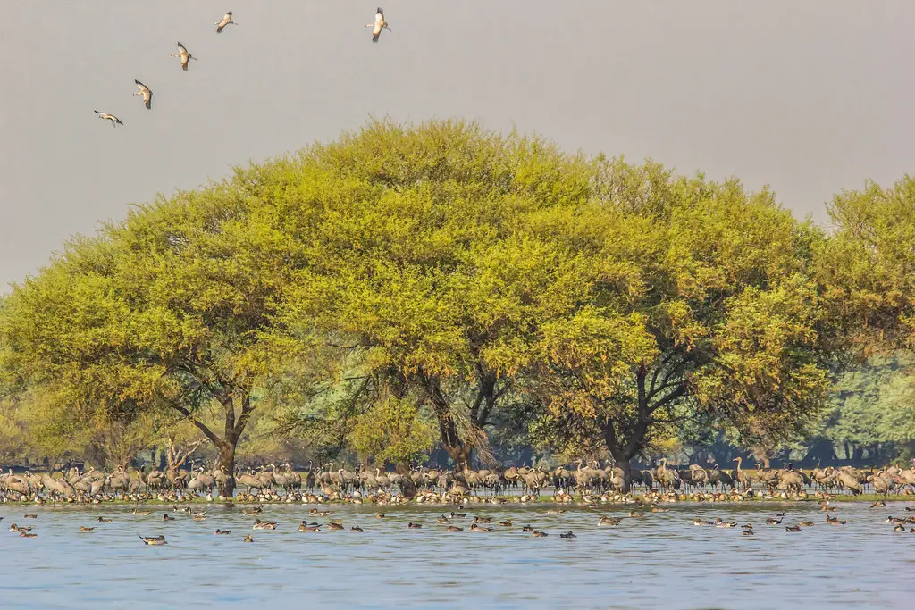 Things to do at Thol Bird Sanctuary