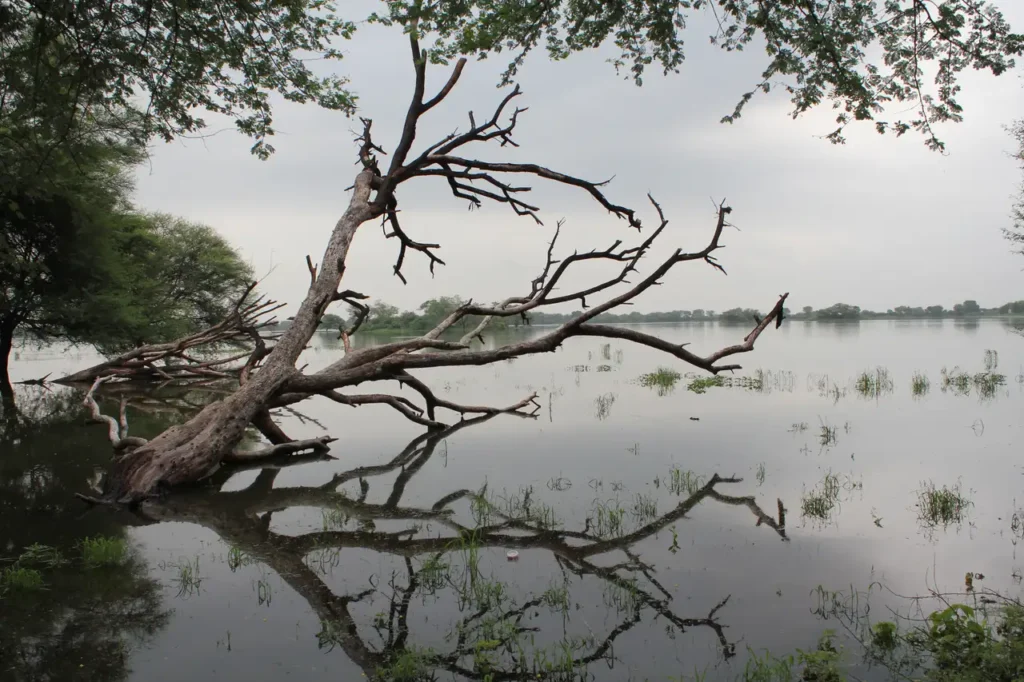 Thol Bird Sanctuary Best Time to Visit