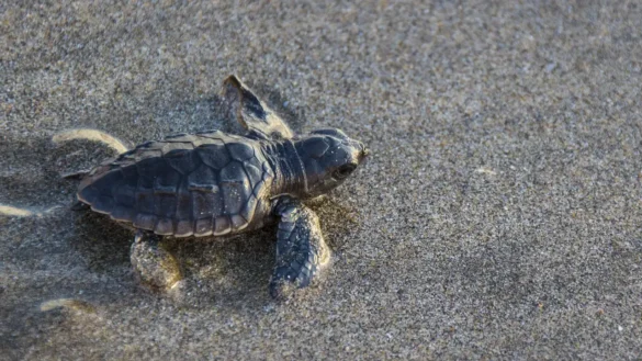 Velas Turtle Festival